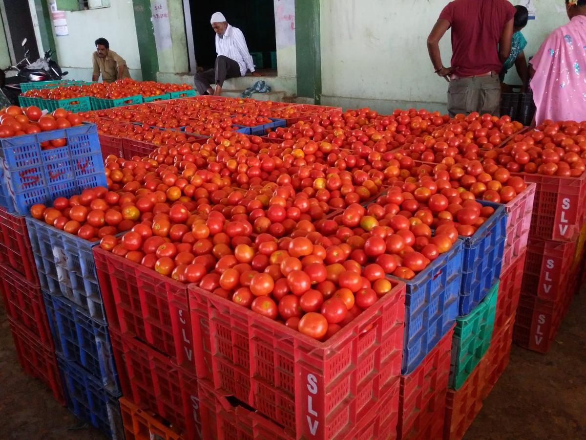 Tomato Price Rise In India