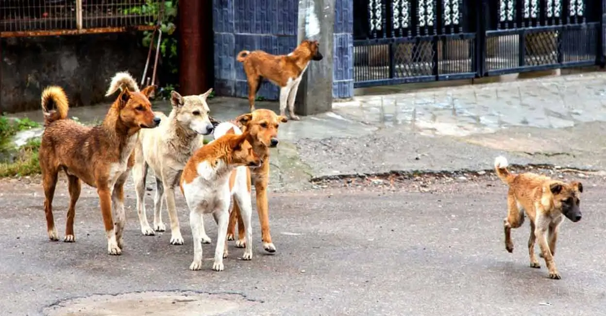 Dog bite cases in India