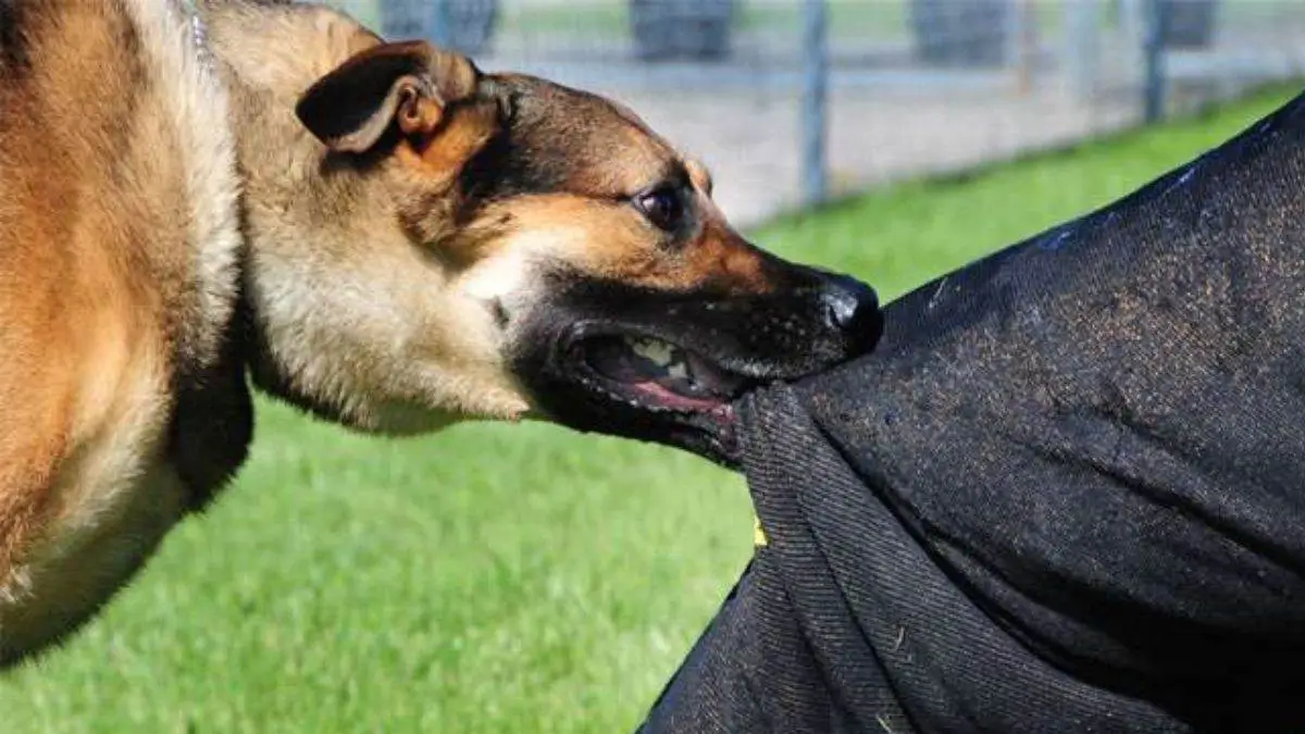 Dog bite cases in India