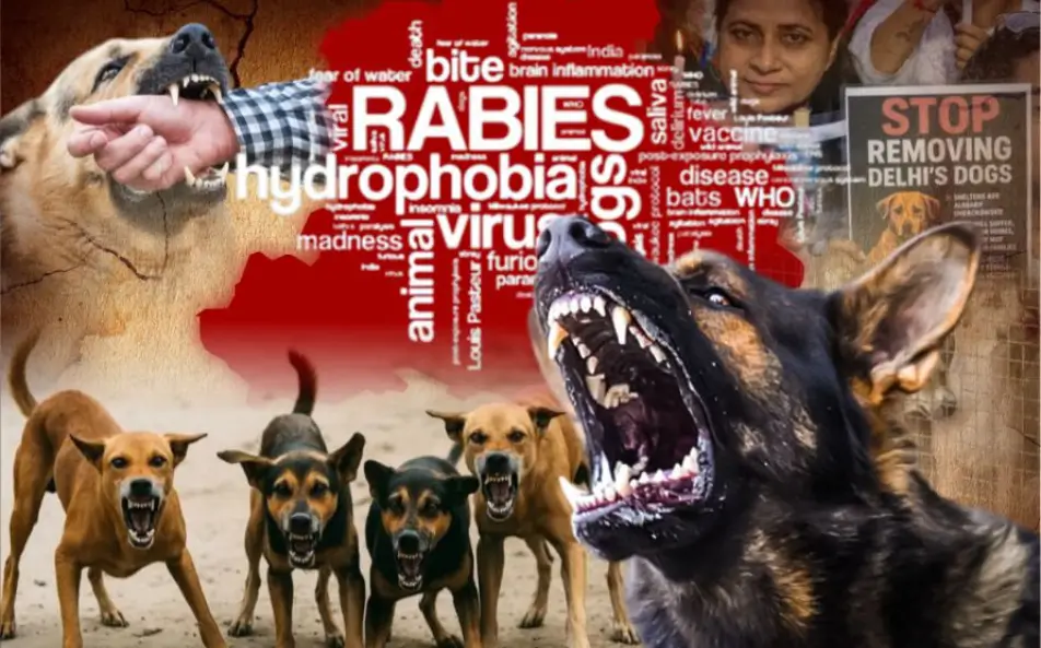 Dog Bite Cases in India