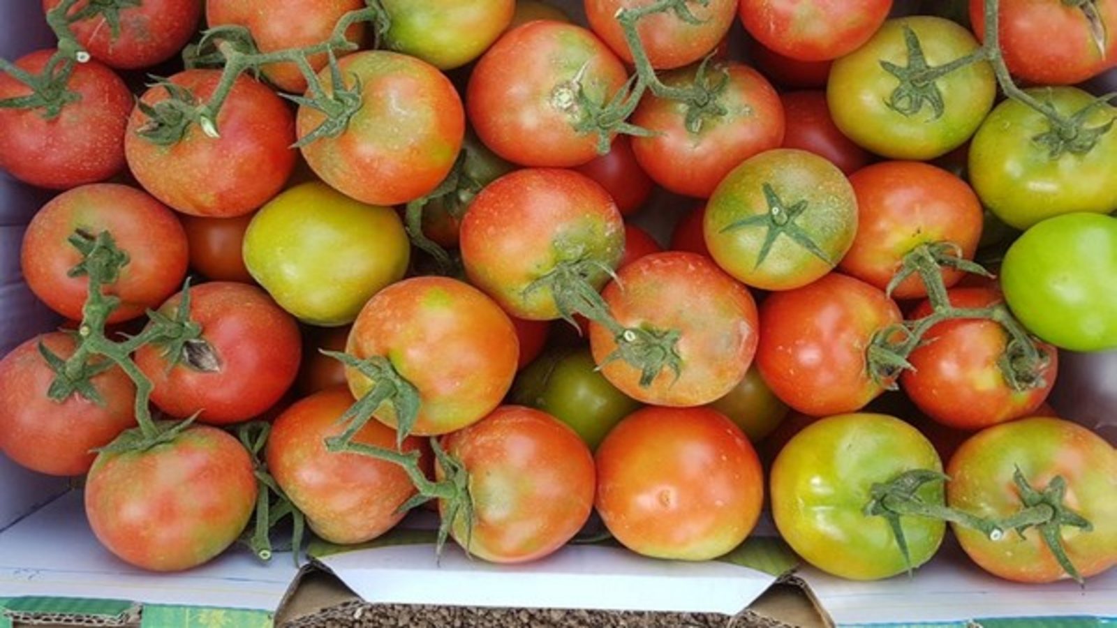 ToMV - Tomato Price Hike In India