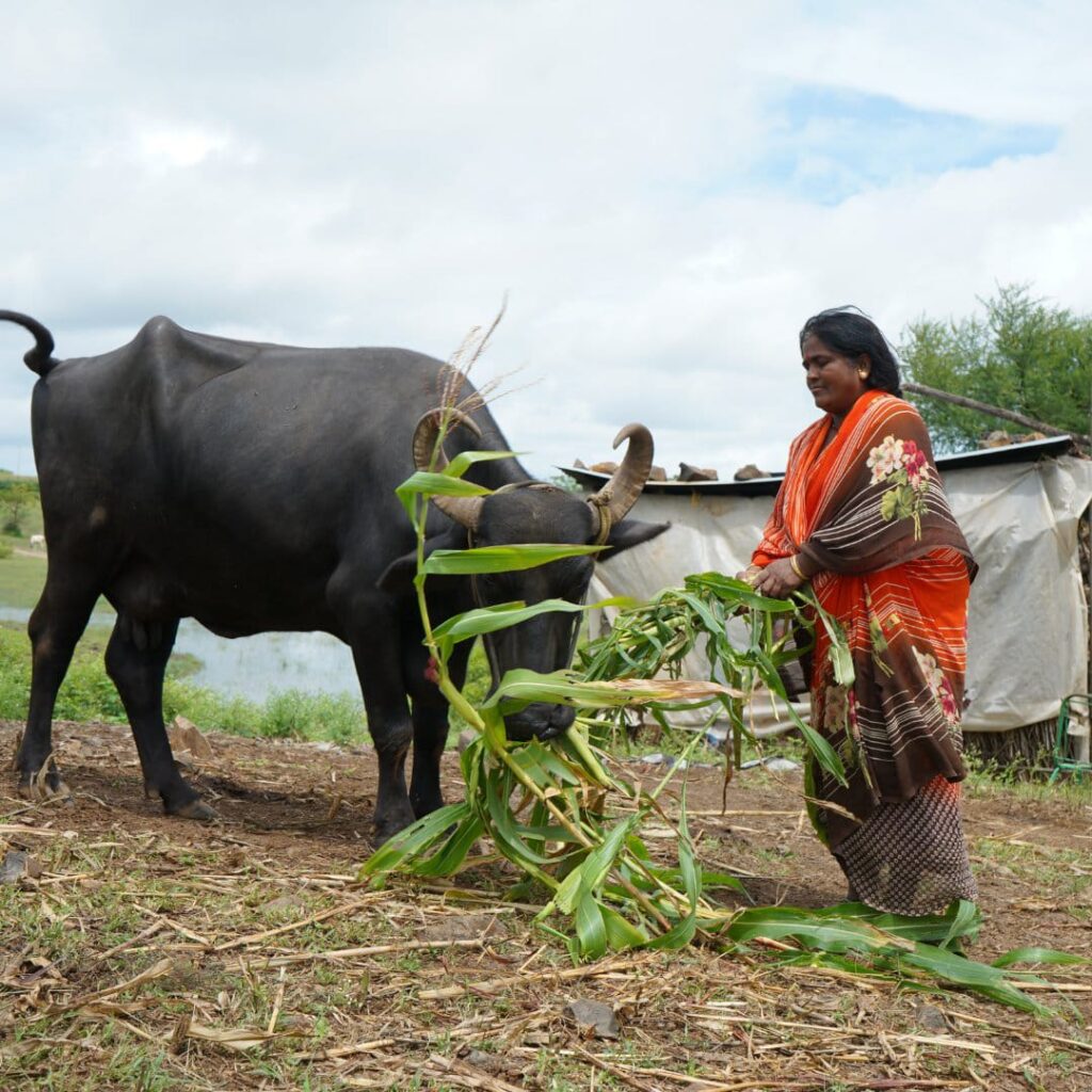 https://www.civilsdaily.com/news/livestock/