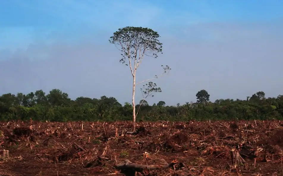 deforestation in India