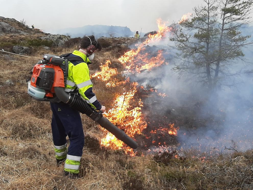 climate change forest fires