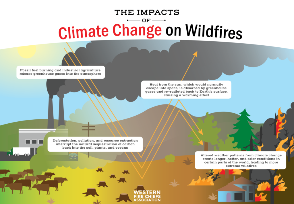 climate change forest fires