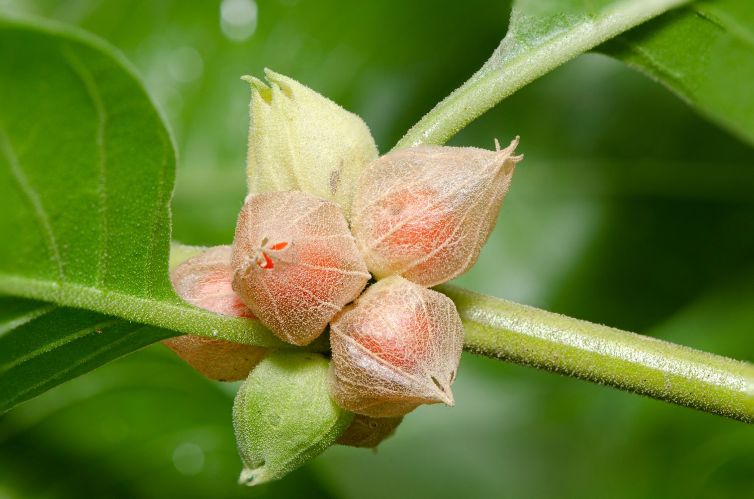 medicinal plant farming