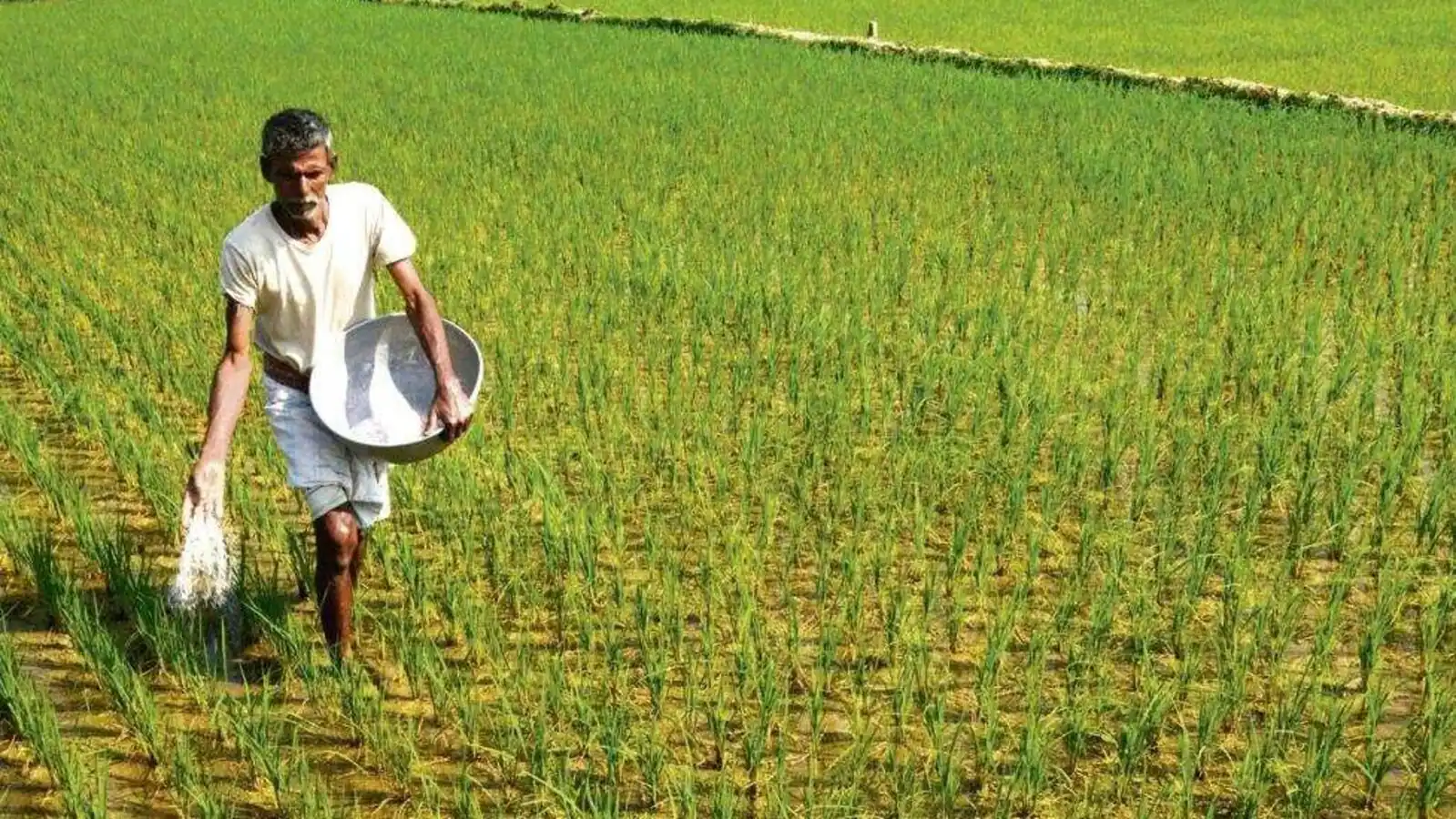 Rabi crop season