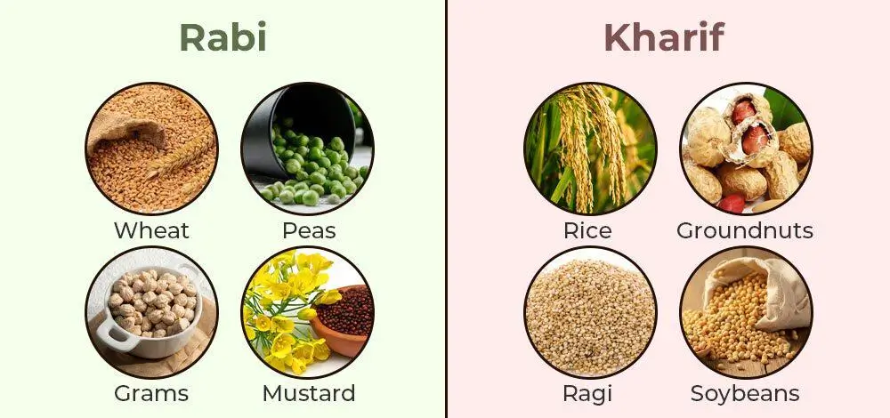 rabi crop season