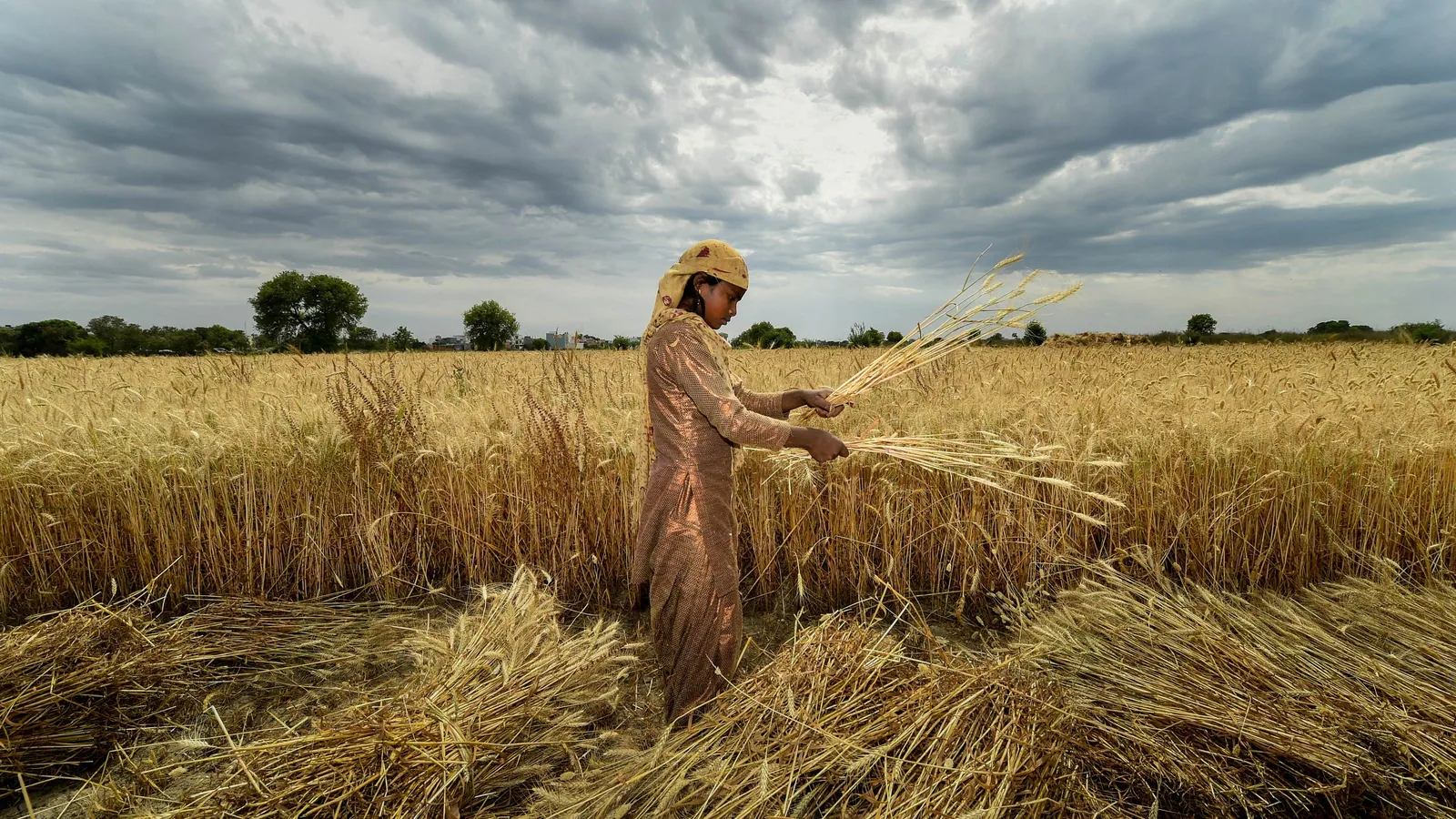 Rabi crop season