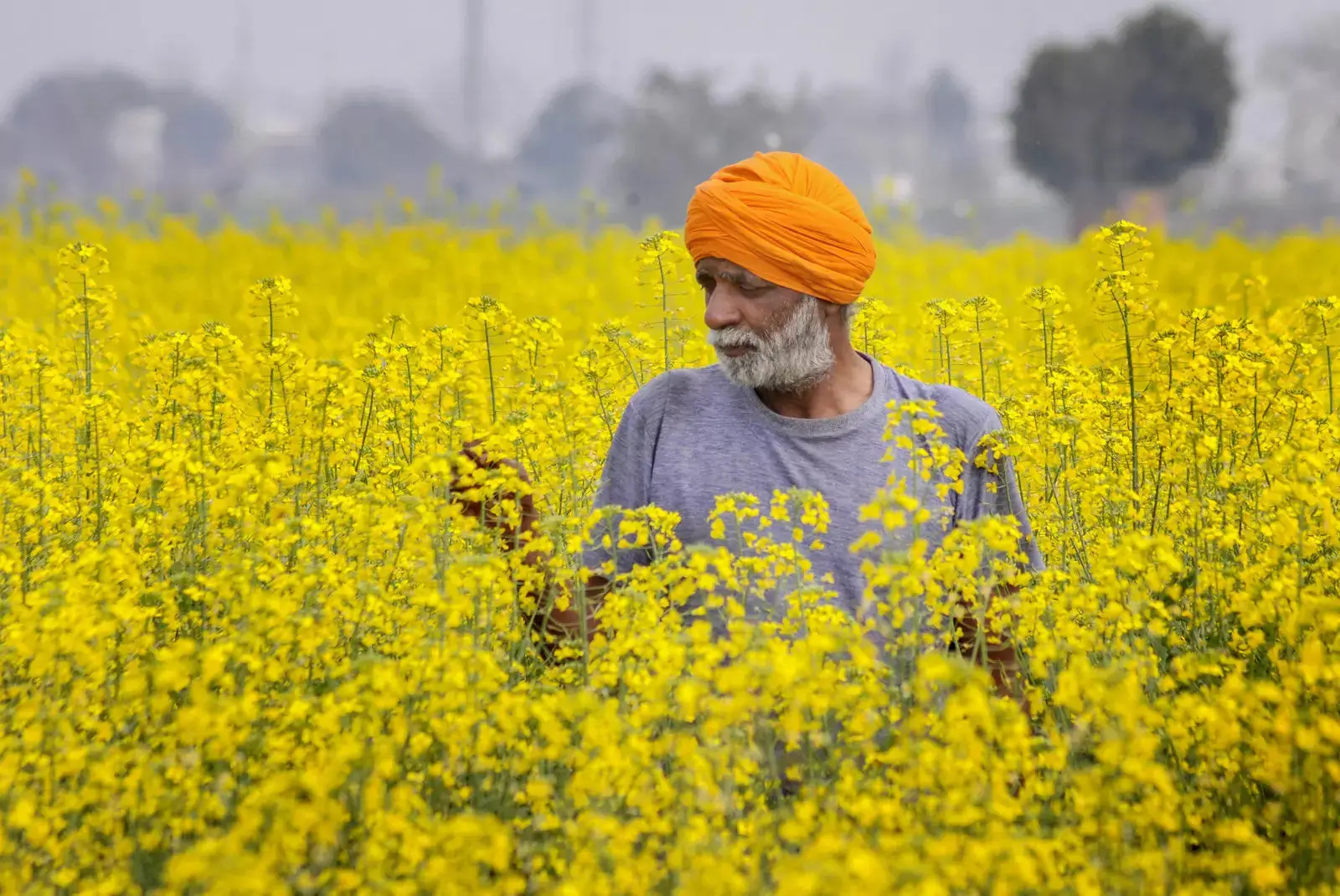 Rabi crop season